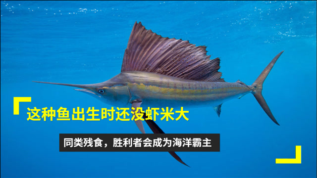 比特鱼_比特鱼网站_比特鱼是什么