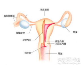 迷宫的智力挑战 
